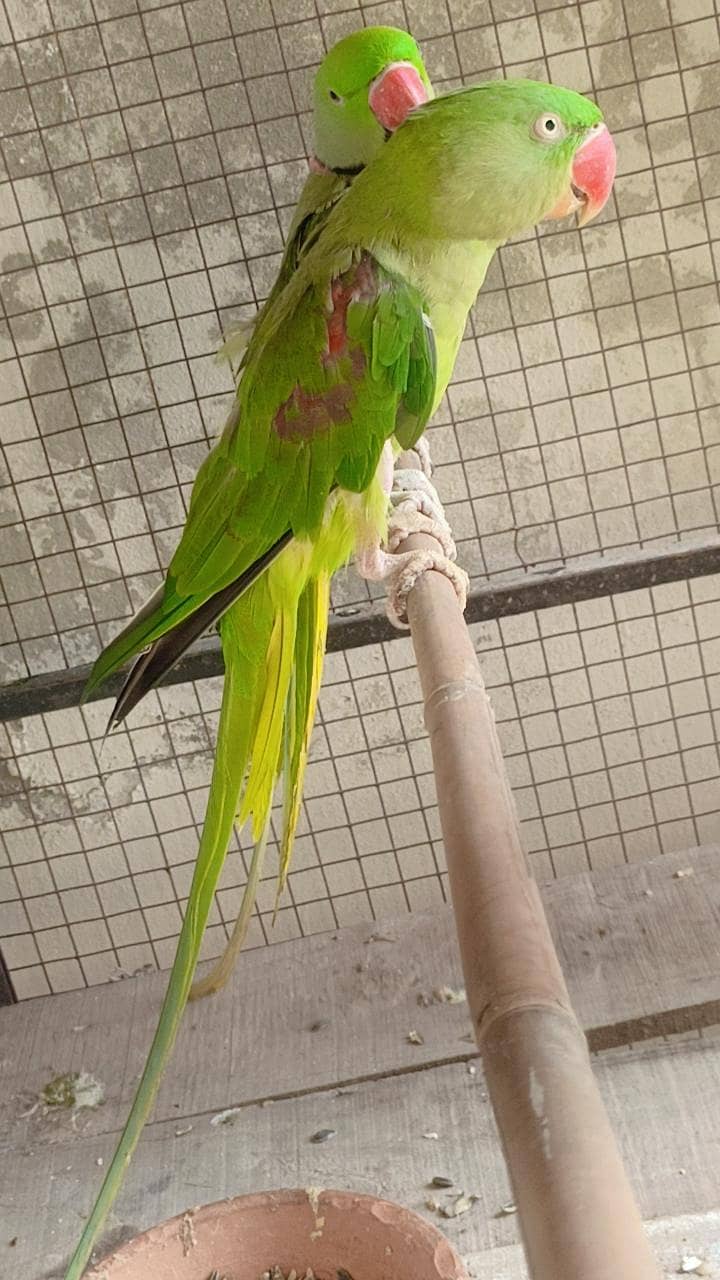 Raw Parrot Pair 2