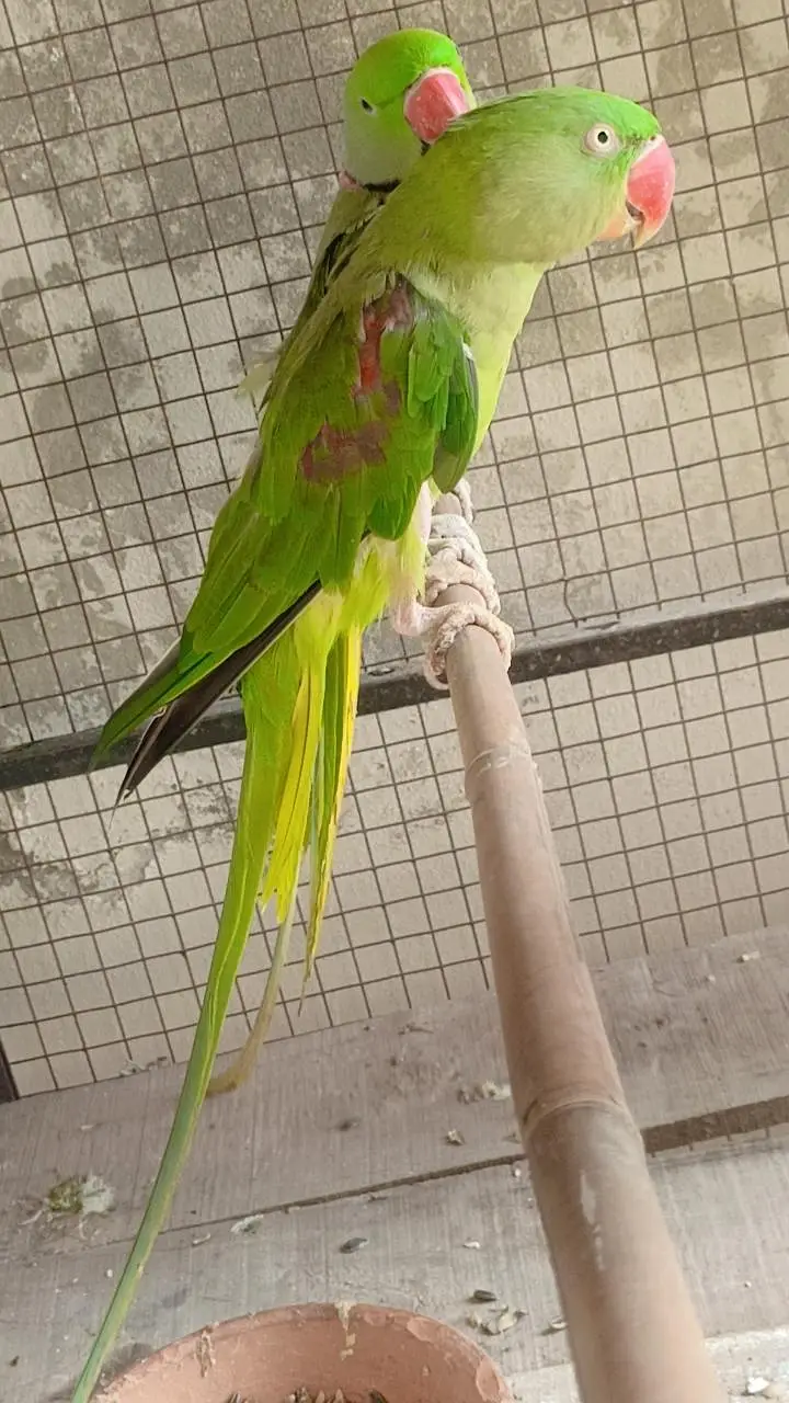 Raw Parrot Pair — photo 3