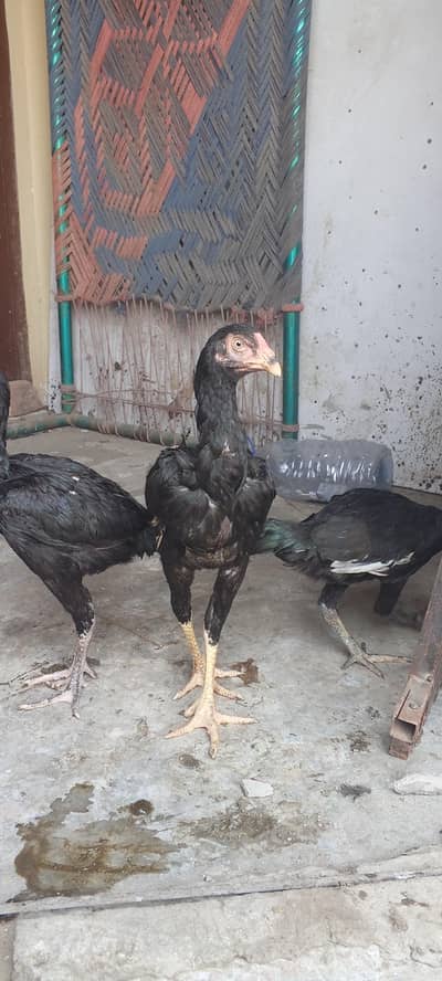 1 male and 2 female only 9k