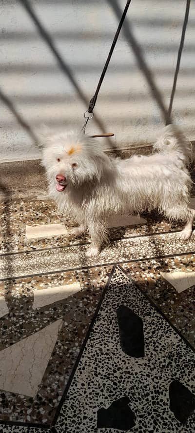 Russian dog