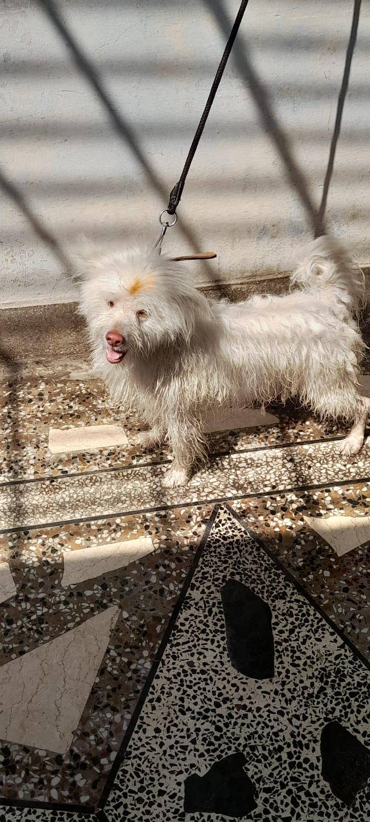 Russian dog 0