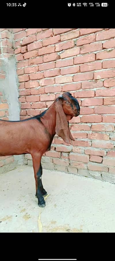 for sale hy