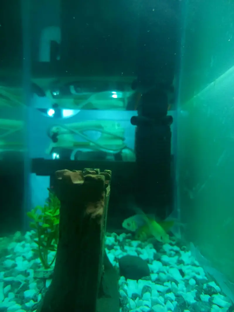 Aquarium for sale with 4 fishes complete setup  with accessories — photo 4