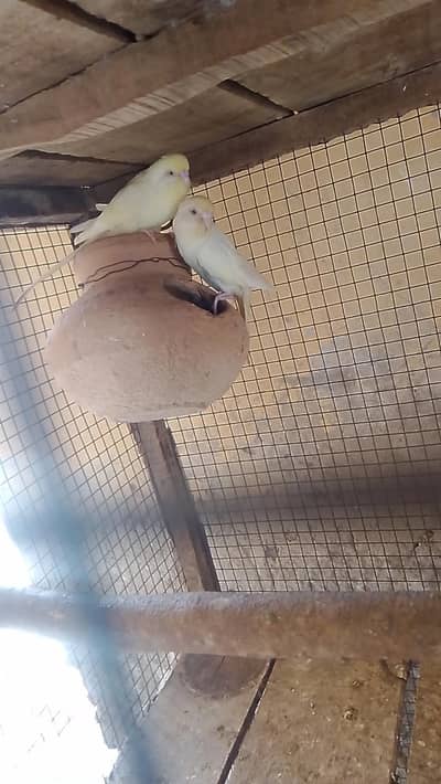 astralion beautiful parrot available ha