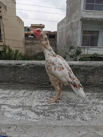 Pure Mianwali aseels