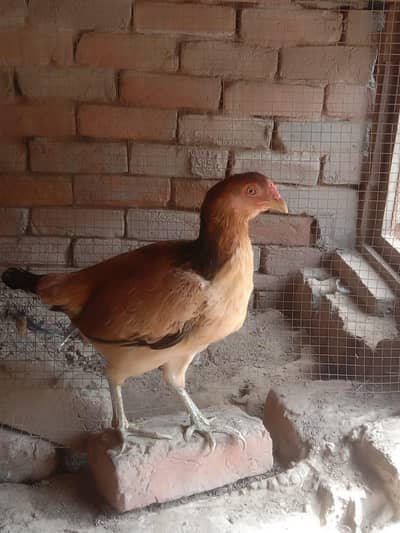 aseel hen