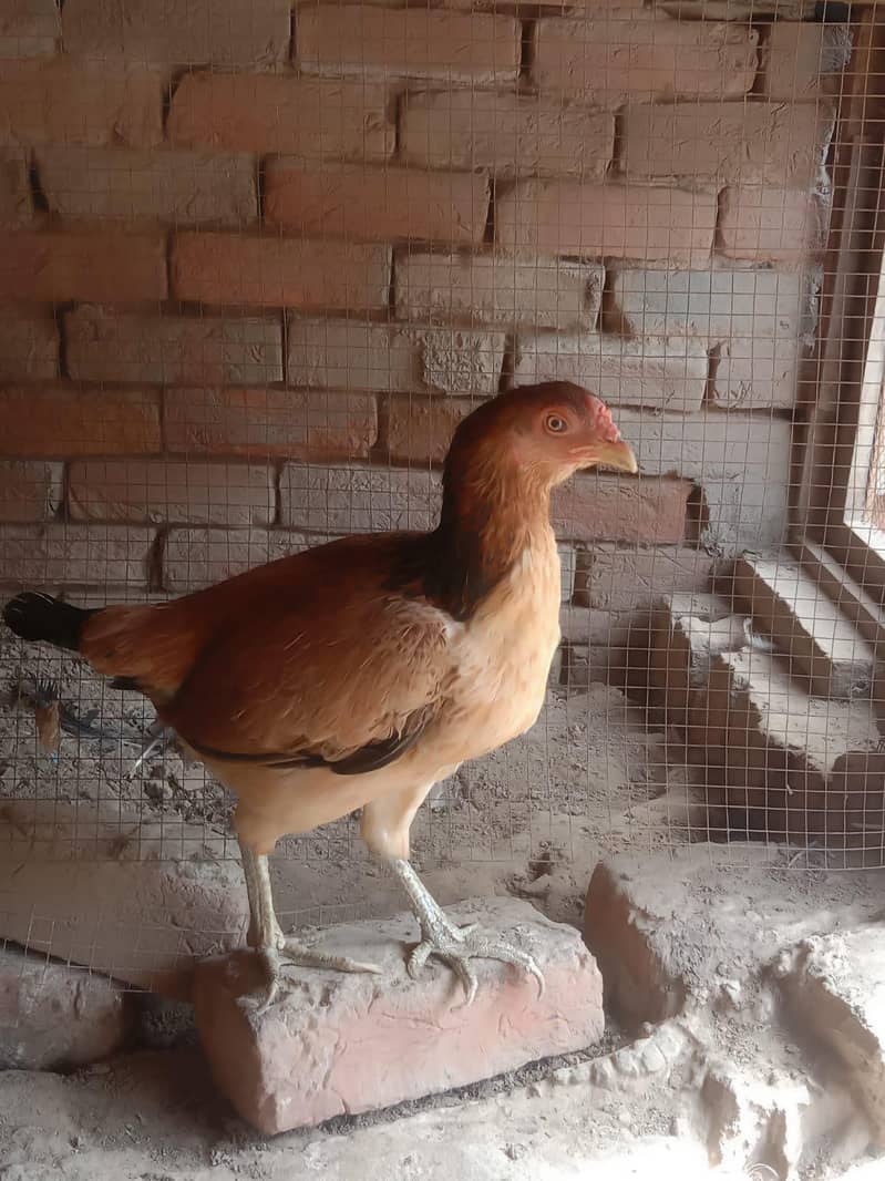 aseel hen 0