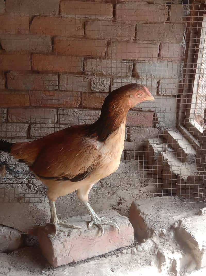 aseel hen 2
