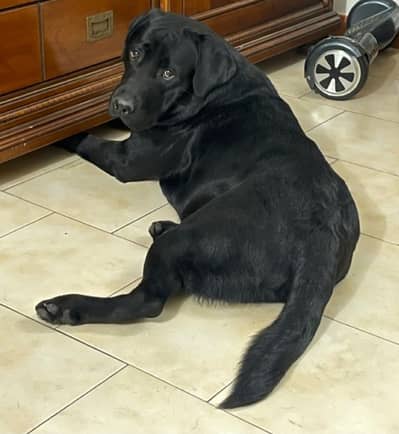 Labrador short hair spayed bitch