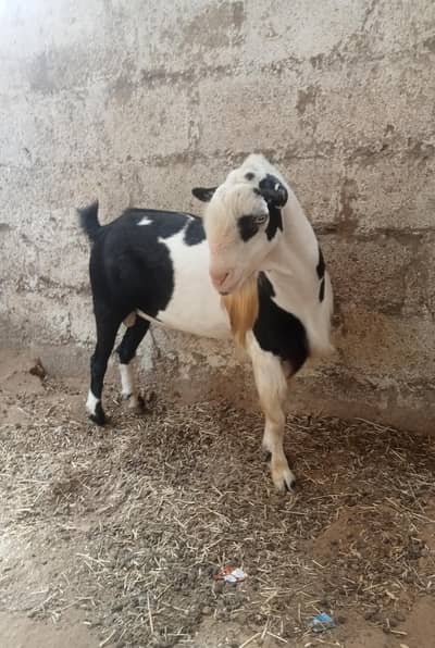 Tedda Bakra