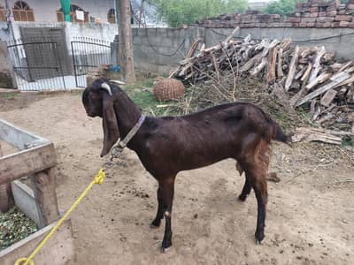 balwaal cross beetal goat with one baby goat