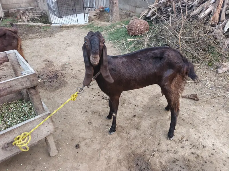 balwaal cross beetal goat with one baby goat — photo 2