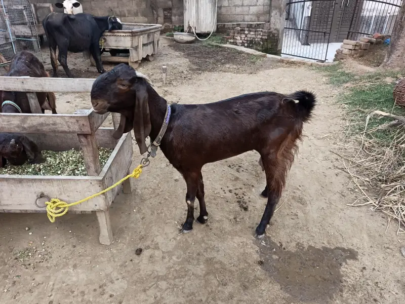 balwaal cross beetal goat with one baby goat — photo 3