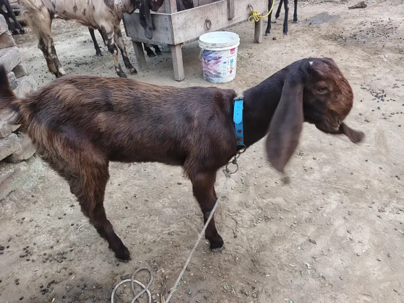 balwaal cross beetal goat with one baby goat — photo 4