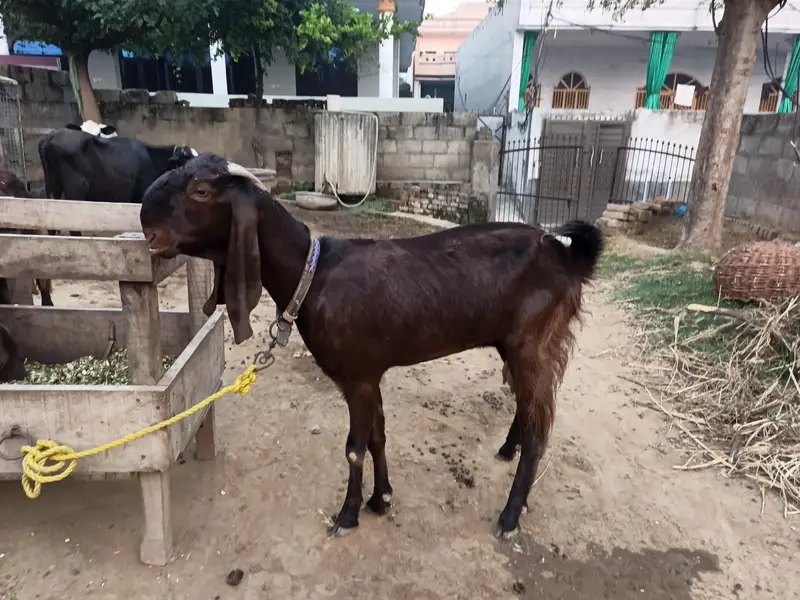 balwaal cross beetal goat with one baby goat — photo 5