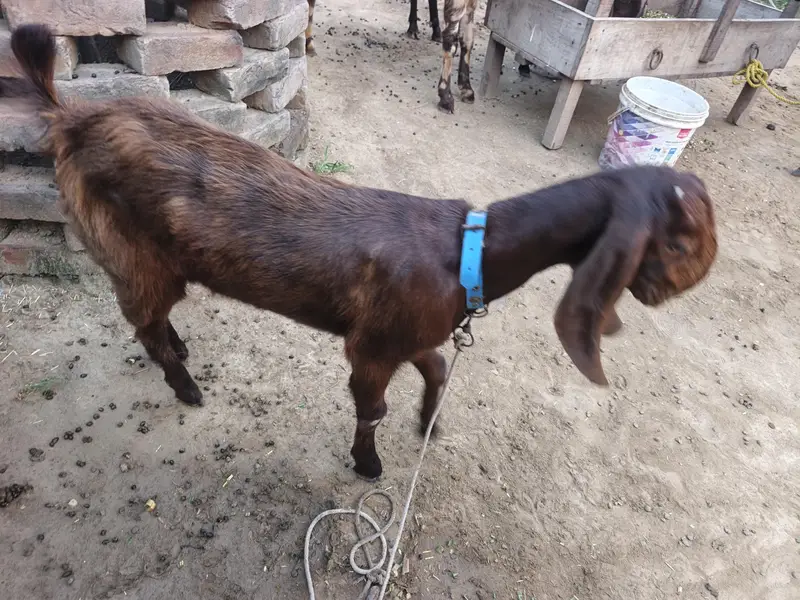 balwaal cross beetal goat with one baby goat — photo 6