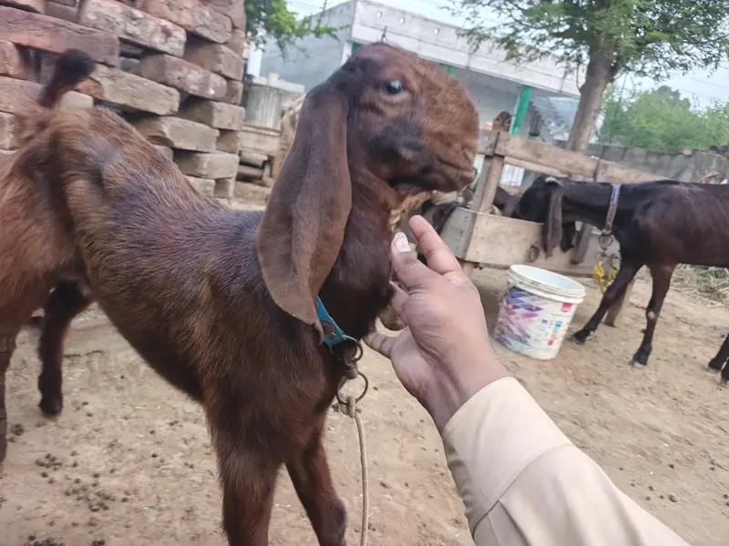 balwaal cross beetal goat with one baby goat — photo 7