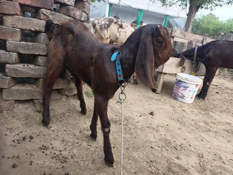 balwaal cross beetal goat with one baby goat — photo 8