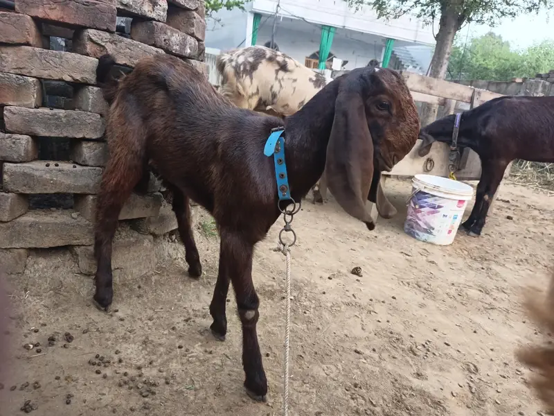 balwaal cross beetal goat with one baby goat — photo 9