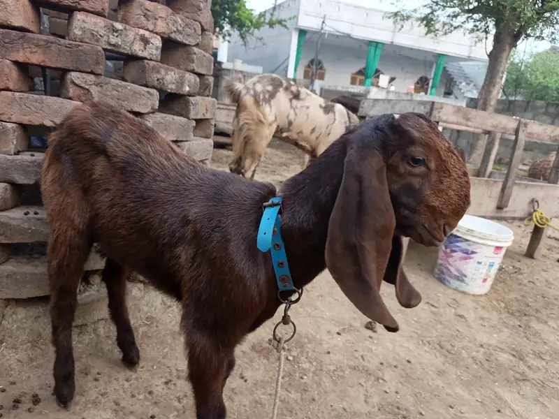 balwaal cross beetal goat with one baby goat — photo 10