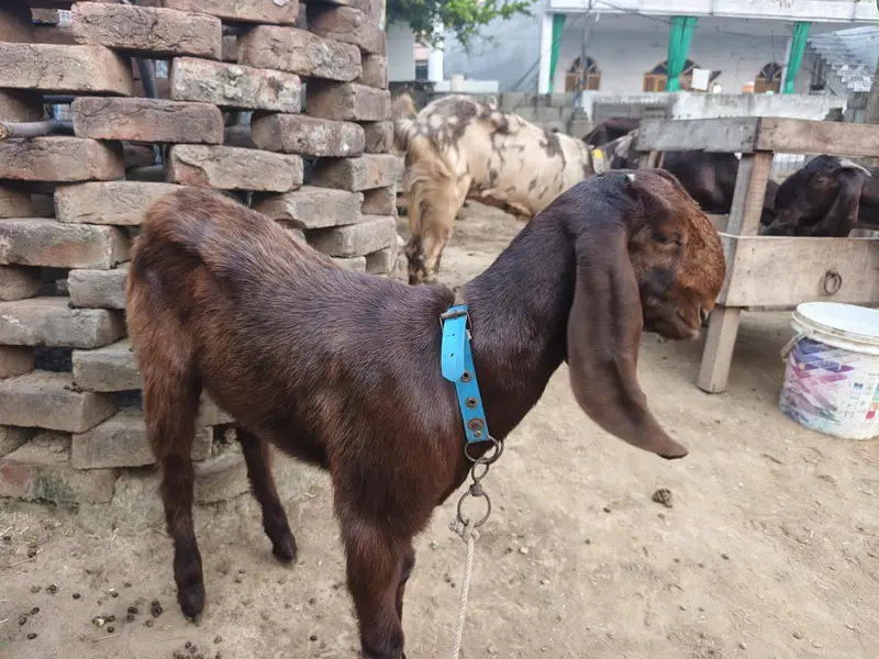 balwaal cross beetal goat with one baby goat — photo 11