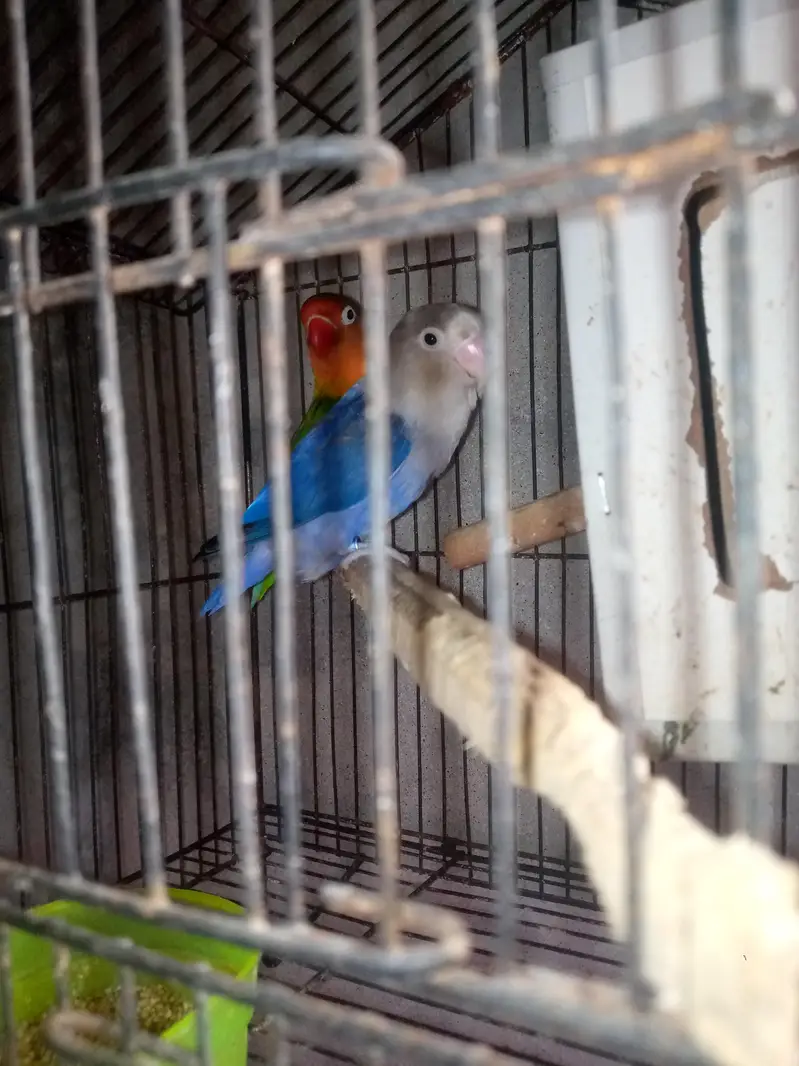 Breeder Pair Hai — photo 2