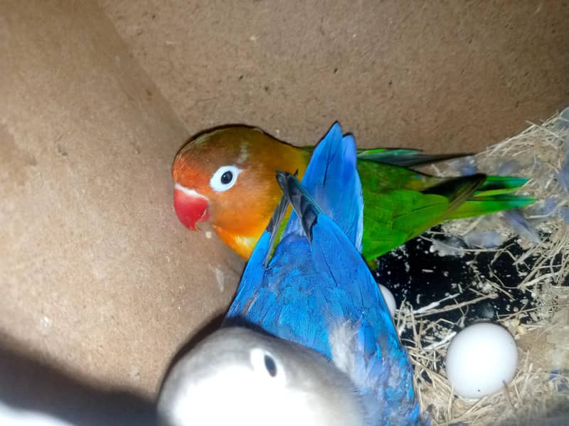 Breeder Pair Hai 2