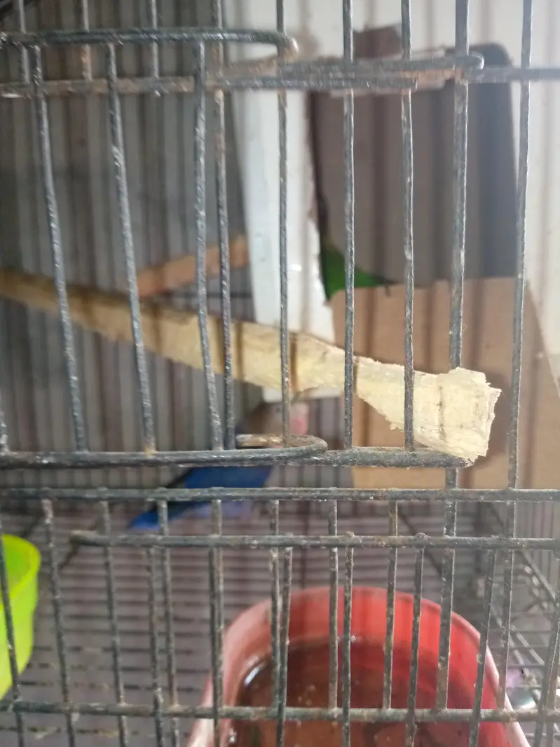Breeder Pair Hai — photo 4