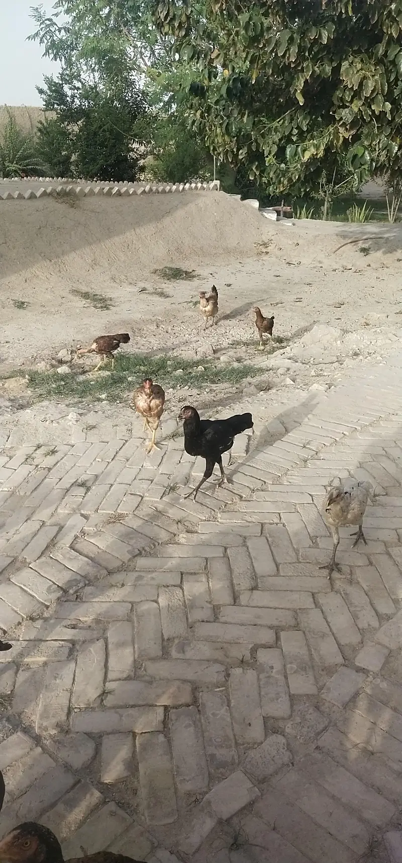 Aseel male or female for sail. — photo 11