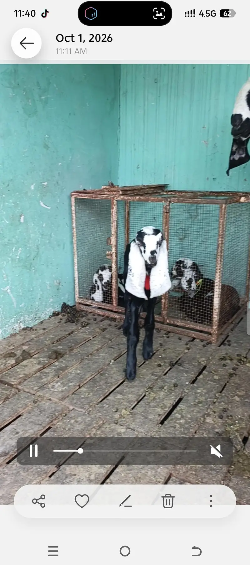 betal bakri 2 baby's kia saat mashahallah — photo 2