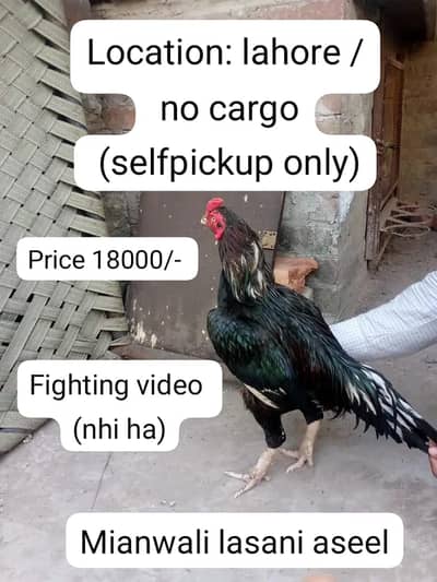 Aseel /Mianwali Lasani Aseel/Sindhi aseel /location, lahore/ no cargo