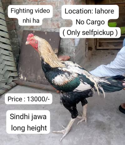 Aseel /Mianwali aseel / mushka Aseel /Sindhi aseel / location, lahore