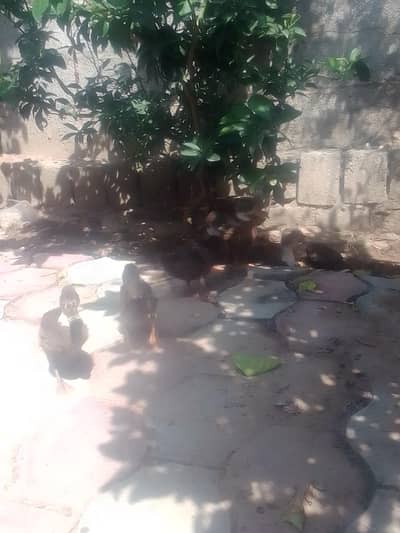 1 bari duck ha aur 5 3monts ki ha total 6