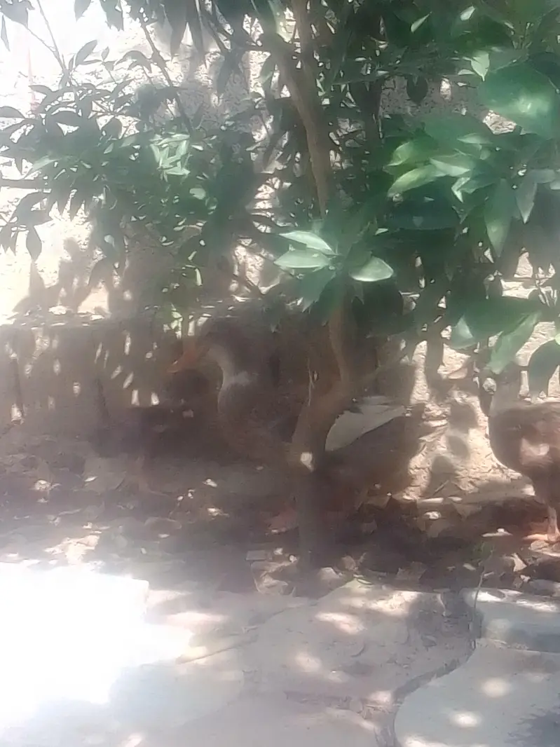 1 bari duck ha aur 5 3monts ki ha total 6 — photo 2