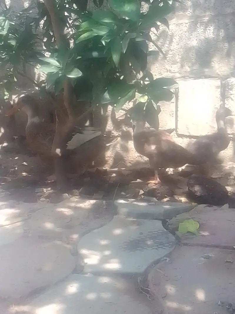 1 bari duck ha aur 5 3monts ki ha total 6 — photo 3