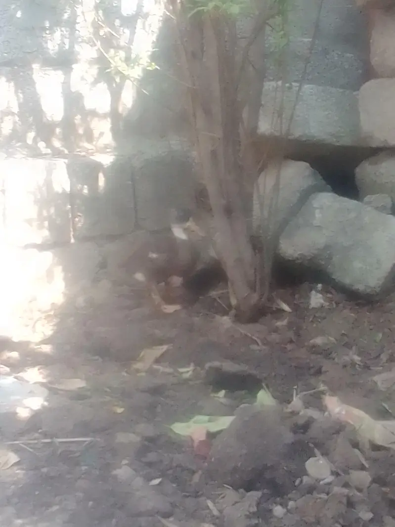 1 bari duck ha aur 5 3monts ki ha total 6 — photo 4