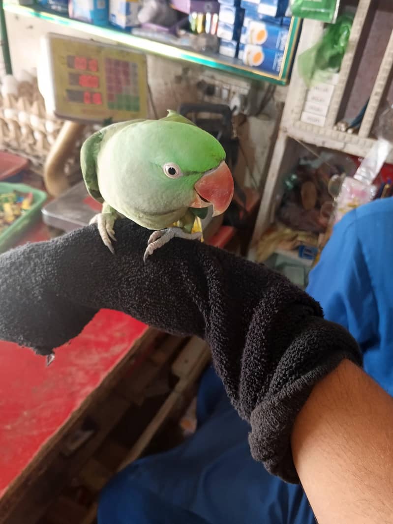 Hand Tame 0