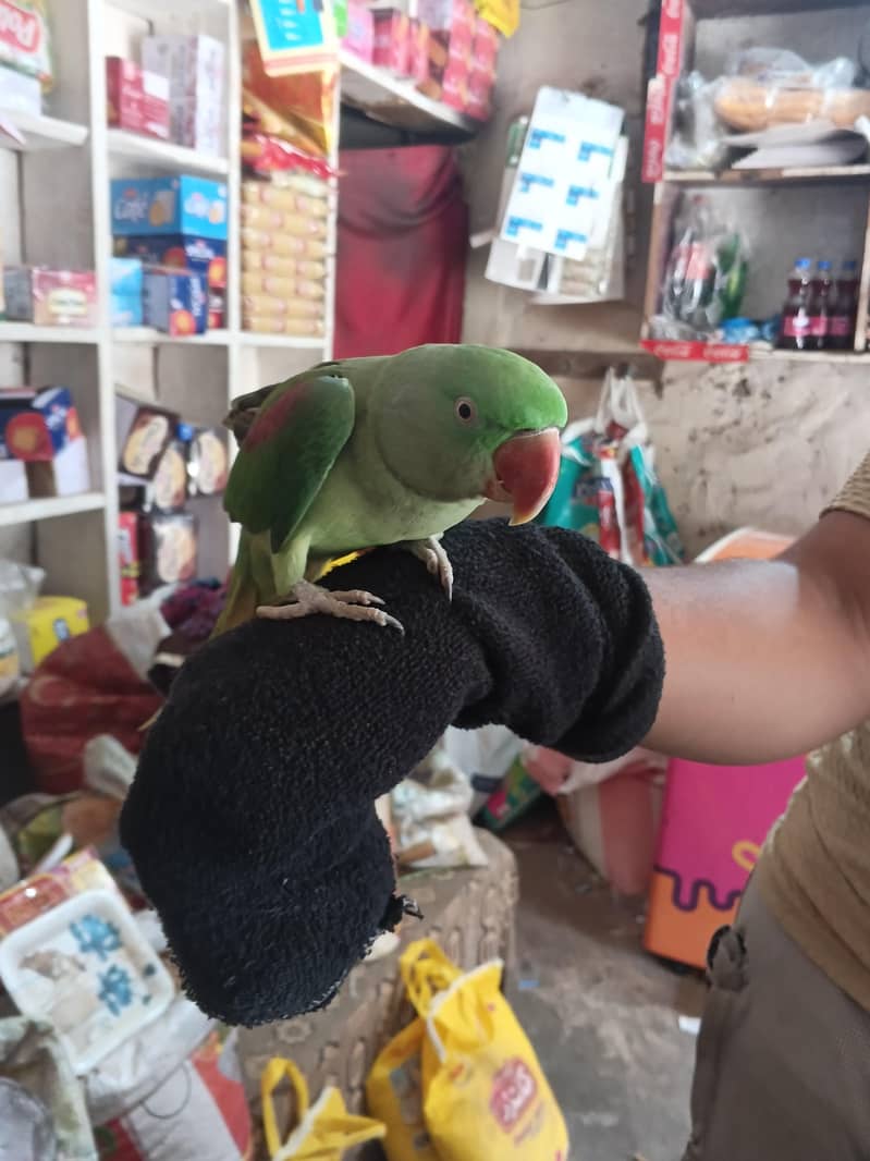 Hand Tame 1