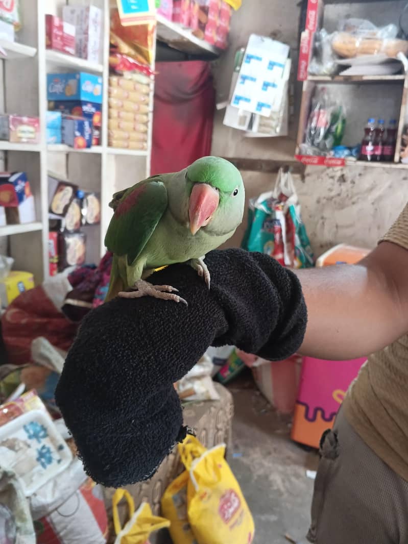 Hand Tame 2