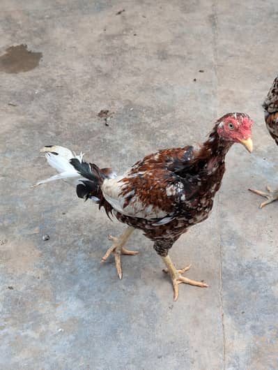 Sindhi Aseel Pair Egg laying pure white eyes
