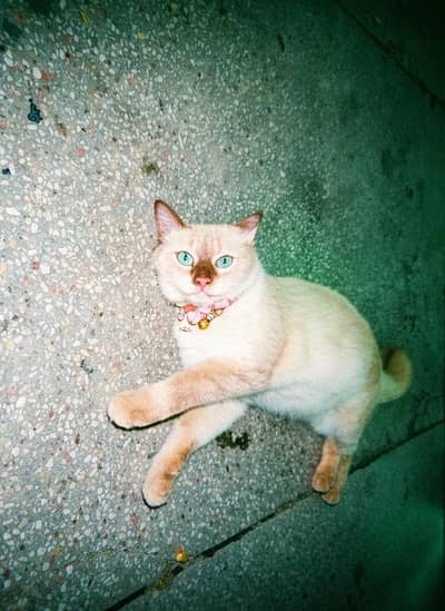 Persian Cat For sale