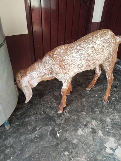 desi Bakra for sale
