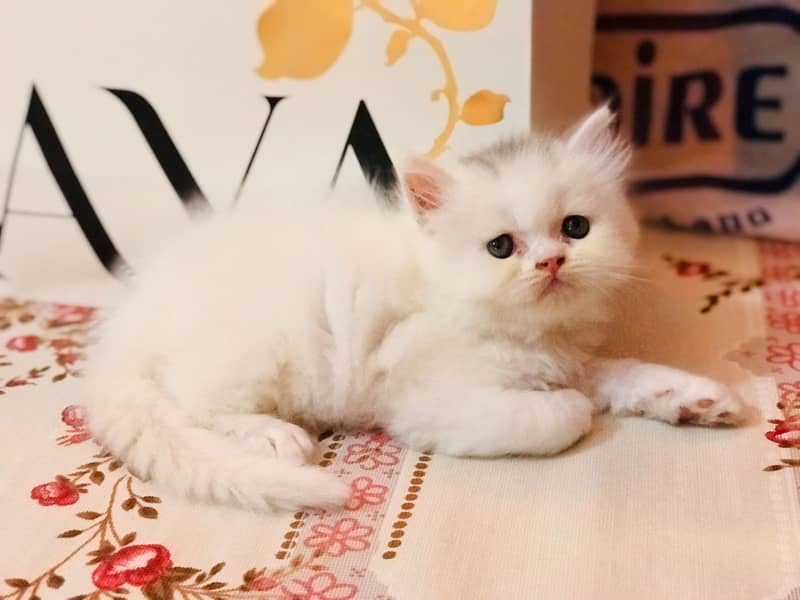 Gorgeous Kittens 0