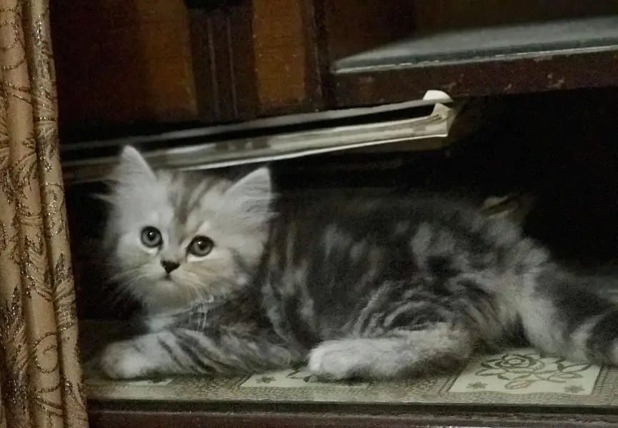 Gorgeous Kittens — photo 3