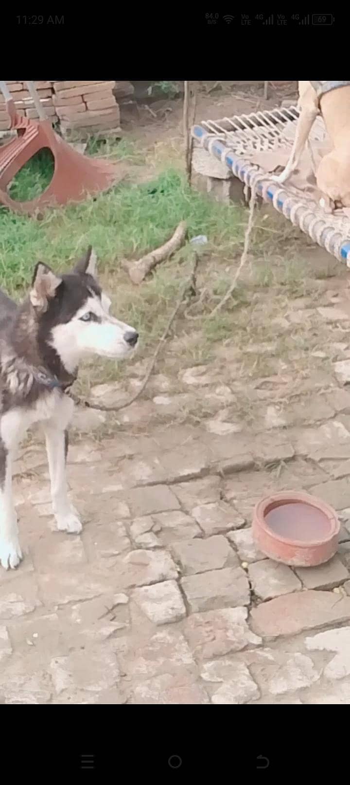 a1 doog 5