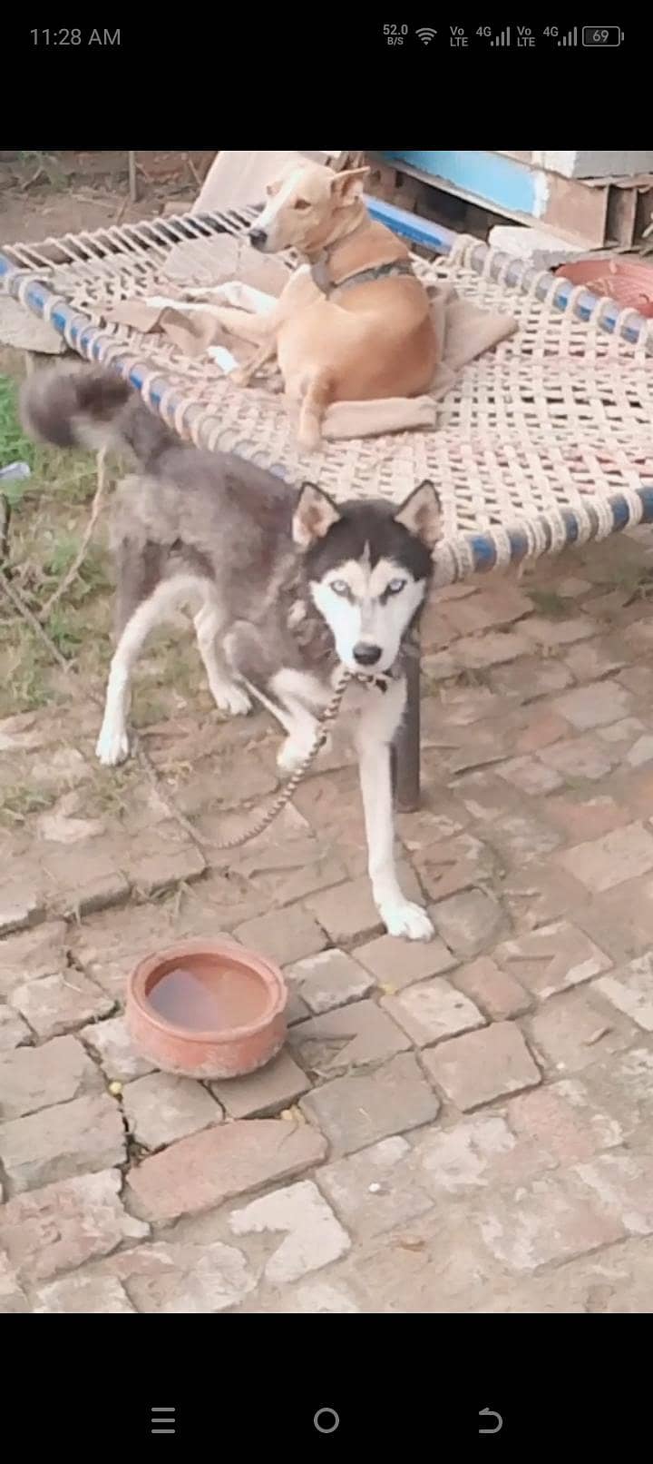 a1 doog 6