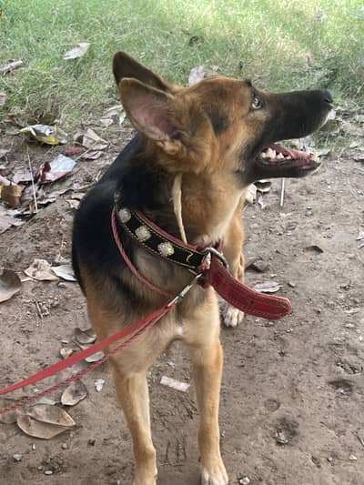 German Shepherd