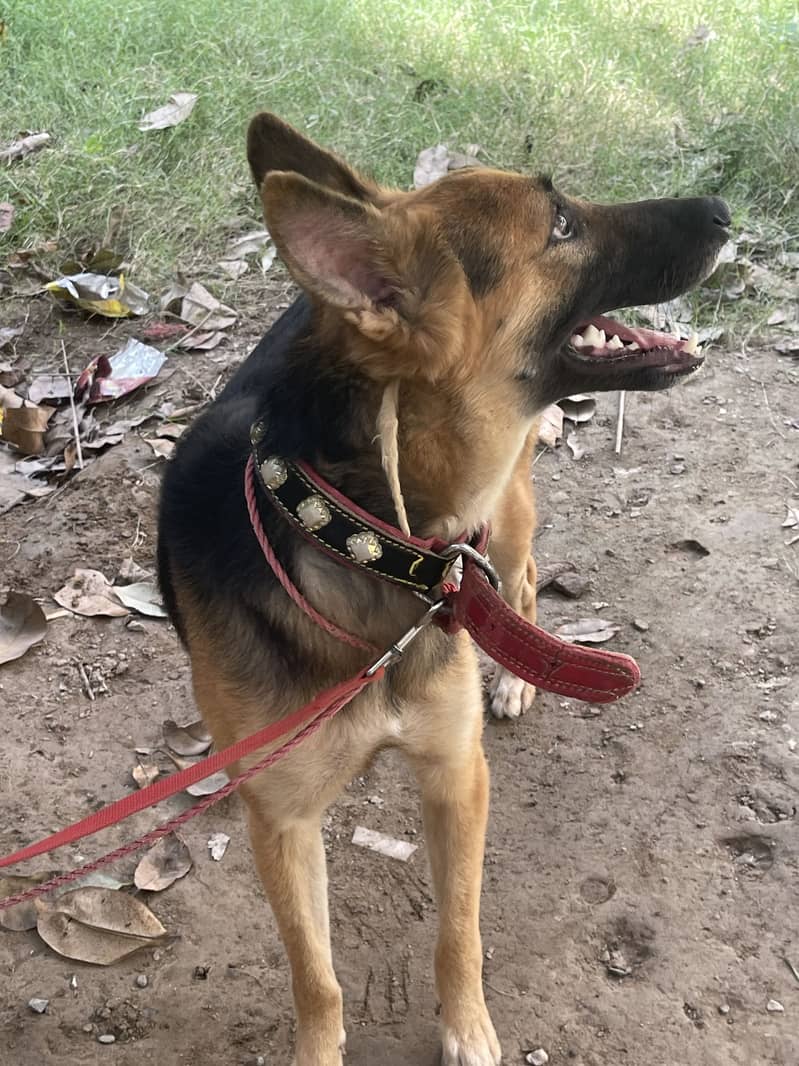 German Shepherd 0
