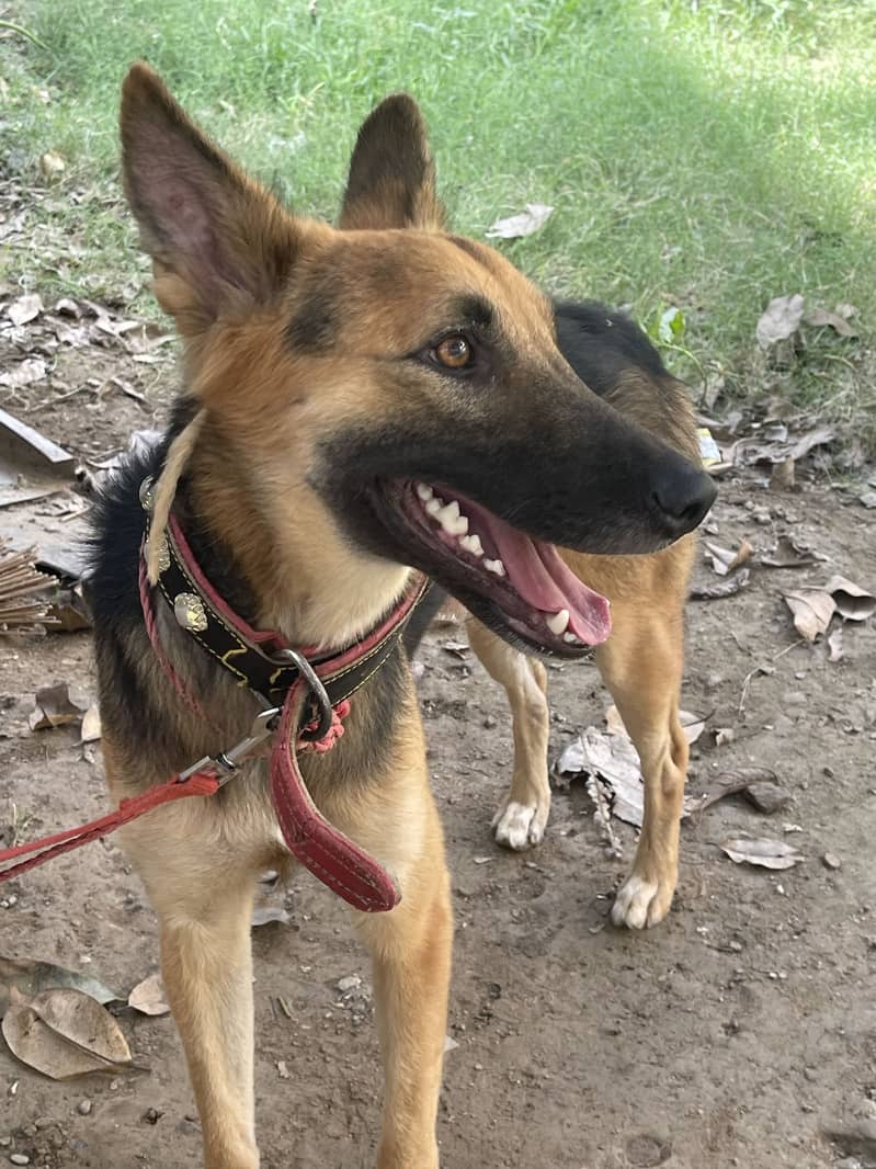 German Shepherd 1