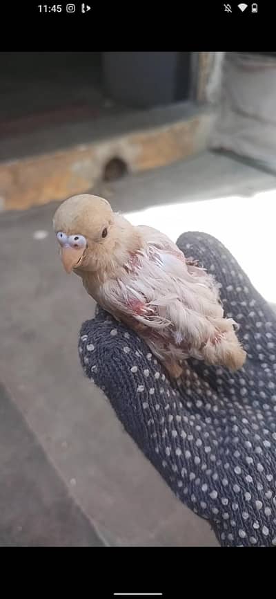 plum had mall and budgie
